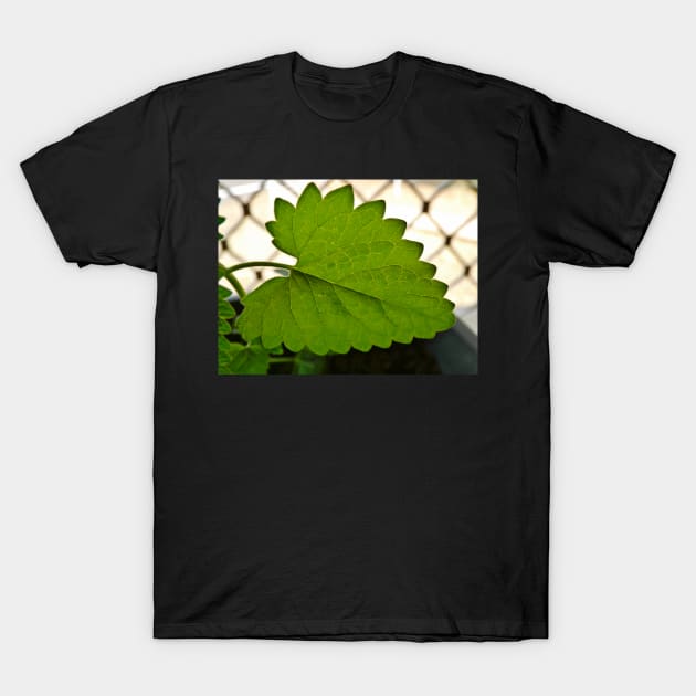 catnip T-Shirt by Tallulah-Malibu